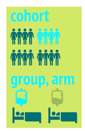 In medizinischen Studien werden Teilnehmende in 'cohort', 'group' oder 'arm' aufgeteilt.