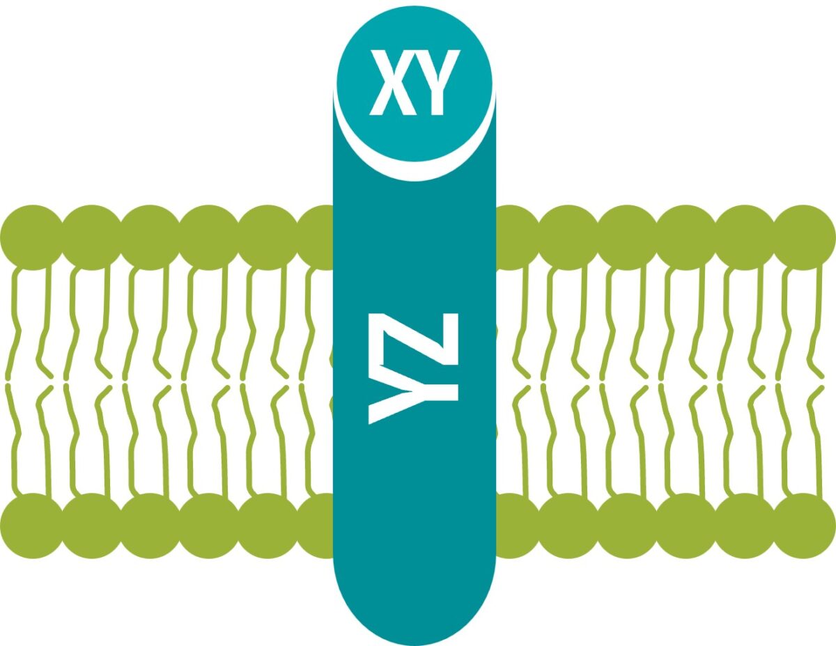 Beim wissenschaftlichen Schreiben kann man entweder der Wirkstoff XY oder den Rezeptor YZ betonen. Entsprechend schreibt man dann aktiv oder passiv weiter.